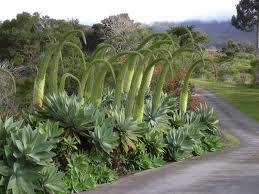 Agave attenuata 5G [aka Lions Tail, Swans Neck,]